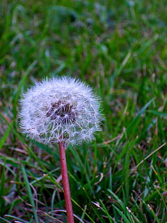 lanugine, natura, erba, primavera, dente di leone, pianta, fiore, fragilità, vulnerabilità, pianta fiorita, freschezza, bellezza nella natura, crescita, avvicinamento, concentrarsi sulle conoscenze acquisite, testa di fiore, infiorescenza, campo, nessuno, terra, stelo vegetale, giorno, all'aperto, morbidezza, semi di dente di leone, 2K, CC0, dominio pubblico, privo di copyright