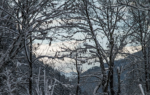 branches, cold, ze, zing, frost, frosty, frozen, gloomy, ice, icy, landscape, mountain, mountains, nature, outdoors, park, scene, scenery, scenic, season, sky, snow, snowy, travel, trees, weather, winter, woods, tree, forest, branch, cold - Temperature, scenics, plant, bare tree, cold temperature, no people, tranquility, beauty in nature, day, land, low angle view, scenics - nature, tree trunk, dead plant, 4K