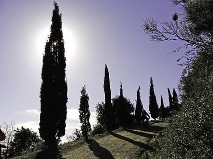 chiparos, copaci, iluminare din spate, natură, chiparosul, copac, peisaj, cer, în aer liber, scenics, plantă, creştere, liniște, o scenă liniștită, frumusețe în natură, scenice - natura, nici o persoana, siluetă, scenă non-urbană, teren, cer senin, zi, lumina soarelui, pădure, iarbă, mediu inconjurator, conifer, treelined, 2K, CC0, domeniu public, fără drepturi de autor