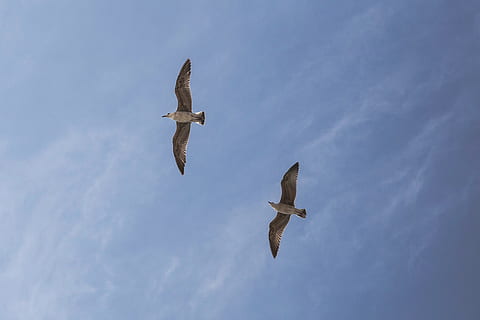 gabbiano, cielo, blu, Due, uccello, natura, dom, mare, animale, volare, aria, piuma, volante, selvaggio, acqua, Inquadratura dal basso, vertebrato, animali allo stato selvatico, ali spiegate, fauna selvatica, temi animali, mezz'aria, gruppo di animali, nessuno, nuvola - cielo, movimento, giorno, all'aperto, uccello rapace, direttamente sotto, 2K, CC0, dominio pubblico, privo di copyright
