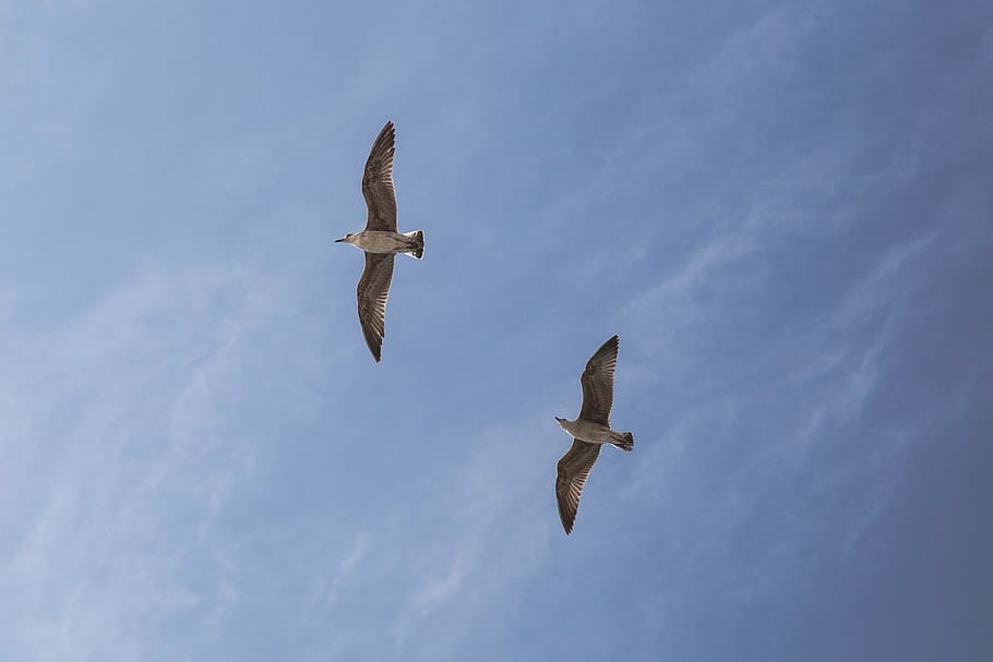 gabbiano, cielo, blu, Due, uccello, natura, dom, mare, animale, volare, aria, piuma, volante, selvaggio, acqua, Inquadratura dal basso, vertebrato, animali allo stato selvatico, ali spiegate, fauna selvatica, temi animali, mezz'aria, gruppo di animali, nessuno, nuvola - cielo, movimento, giorno, all'aperto, uccello rapace, direttamente sotto, 2K