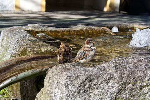 Spatzen, Spatz, Vogel, schwimmen, Wasser, Stadt, Natur, draußen, Tiere in freier Wildbahn, Tierthemen, keine Leute, Tierwelt, junger Vogel, Tier, Wirbeltier, solide, Rock - Objekt, Rock, Fokus auf den Vordergrund, Tag, ein Tier, hocken, 4K, CC0, gemeinfrei, lizenzfrei