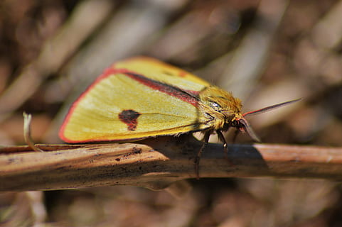 zachmurzona granica, ćma, Natura, owad, bezkręgowy, tematy zwierzęce, jedno zwierzę, zwierzę, zwierzęca przyroda, zwierzęta na wolności, zbliżenie, skrzydło zwierzęce, żadnych ludzi, dzień, roślina, część rośliny, na dworze, skupić się na pierwszym planie, liść, piękno natury, selektywne skupienie, część ciała zwierzęcia, motyl - owad, 5K, CC0, domena publiczna, darmowe zdjęcia