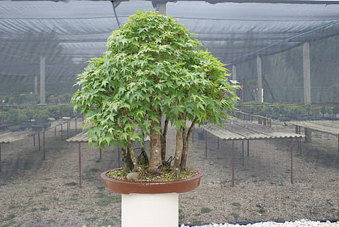 bonsai, zbor, copac, plantă, miniatură, vis, trompă, mic, creştere, natură, Culoarea verde, zi, planta in ghiveci, nici o persoana, seră, frumusețe în natură, botanică, în interior, agricultură, plante pepinieră, arhitectură, parte a plantelor, frunze, a închide, vedere în unghi mare, plantaţie, 4K, CC0, domeniu public, fără drepturi de autor