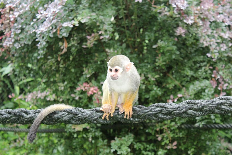 mico d'esquirol, crani, micos, micos de crani, mico, animal, zoo, äffchen, criatura, mamífer, bonic, exòtic, parc serengeti, un animal, a l'aire lliure, temes d'animals, dia, assegut, cap gent, primat, animals a la natura, fauna animal, arbre, vertebrats, planta, naturalesa, bosc, centrar-se en primer pla, branca, mirant cap a fora, mirant, pluja tropical, 5K