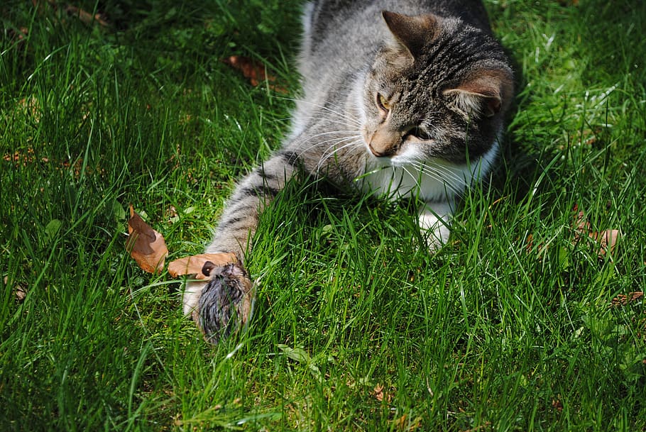 kat, mus, jage, angreb, bytte, rovdyr, gnaver, dyreliv, vild, feline, dyre temaer, pattedyr, dyr, græs, indenlandske kat, kæledyr, indenlandske, husdyr, plante, hvirveldyr, et dyr, grøn farve, jord, Mark, natur, ingen mennesker, dag, lempelse, bakkenbart, tabby, 4K