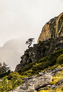 bar, træ, top, bjergklint, klint, vegetation, bjerg, klipper, højland, natur, ødemark, landskab, udendørs, scene, udsigt, granit, miljø, tåget, rock-objekt, rock formation, tåge, scenics, dag, rejsemål, klippe, himmel, plante, solid, skønhed i naturen, scenics - natur, jord, ro, rolig scene, ingen mennesker, lav vinkel visning, formation, 4K, CC0, offentligt domæne, royaltyfrie