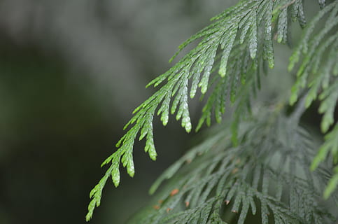 cedru, pădure, natură, copac, ramură, frunze, plantă, Culoarea verde, parte a plantelor, creştere, a închide, frumusețe în natură, mancare si bautura, nici o persoana, alimente, Brad, zi, conifer, selectiv, iarbă, în aer liber, să se concentreze asupra primelor elemente, prospeţime, ac - parte a plantelor, 4K, CC0, domeniu public, fără drepturi de autor