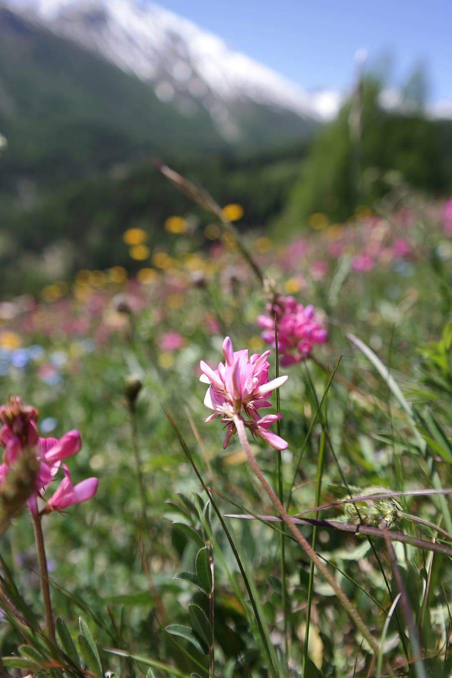 prati alpini, fiori, montagna, primavera, fiore, natura, Svizzera, paesaggio, cielo blu, montagne, pianta fiorita, pianta, bellezza nella natura, crescita, vulnerabilità, freschezza, fragilità, colore rosa, avvicinamento, petalo, nessuno, giorno, concentrarsi sulle conoscenze acquisite, testa di fiore, campo, infiorescenza, terra, la tranquillità, all'aperto, 5K