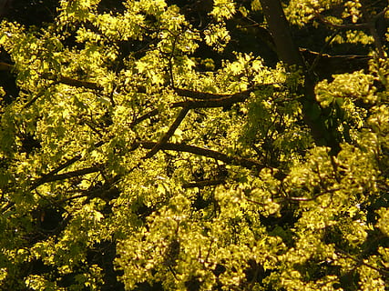 lønn blomstring, blomst, løvtre, tre, blader, baklys, vår, sol, tidlig blomstrer, gul-grønn, anlegg, vekst, skjønnhet i naturen, natur, ingen folk, sollys, ro, blomstrende plante, dag, utendørs, gren, full ramme, sårbarhet, gul, friskhet, land, grønn farge, bakgrunn, våren, 2K, CC0, offentlig domene, opphavsrett gratis
