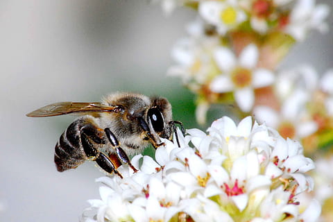 natureza, flor, abelha, inseto, polinização, planta com flores, temas animais, plantar, fragilidade, animal, beleza na natureza, um animal, frescura, invertebrado, animais selvagens, animais em estado selvagem, pétala, fechar-se, vulnerabilidade, cor branca, cabeça de flor, ninguém, primavera, pólen, bumblebee, 2K, CC0, domínio público, royalty free