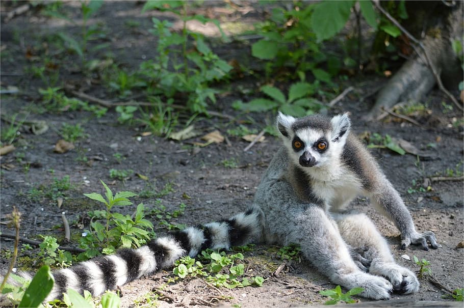 simis, anellada, lemur, animal, vida salvatge, salvatge, zoologia, mamífer, espècies, desert, medi ambient, a l'aire lliure, naturalesa, fauna animal, animals a la natura, un animal, cap gent, vertebrats, primat, dia, retrat, terra, mirant la càmera, longitud completa, centrar-se en primer pla, vigilància, cura, 1080P
