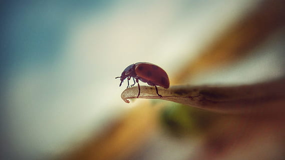 Insekt, Makro, klein, rot, Bugs, oben, wirbellos, Tierthemen, ein Tier, Tierwelt, Tier, Nahansicht, Tiere in freier Wildbahn, selektiver Fokus, Fokus auf den Vordergrund, Natur, Tag, Tierflügel, keine Leute, draußen, Schönheit in der Natur, fliegen, Pflanze, 4K, CC0, gemeinfrei, lizenzfrei
