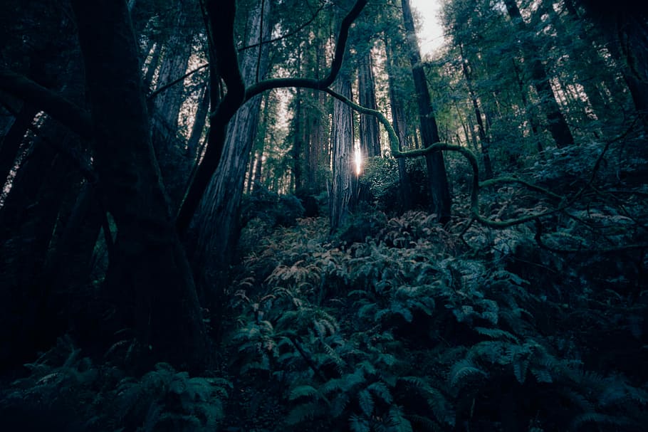 bosc verd, bosc durant el dia, arbre, bosc, llum, falguera, densa, dramàtica, fosc, branca, naturalesa, sol, vinya, raspall, arbust, raig de sol, planta, terra, tronc, tronc de l'arbre, tranquil·litat, creixement, cap gent, escenics - natura, bellesa a la natura, a l'aire lliure, vista d’angle baix, nit, escena no urbana, escena tranquil·la, streaming, 2K