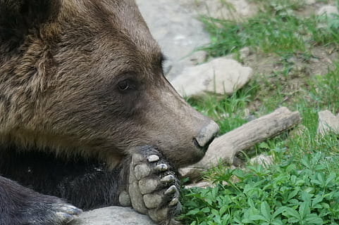 urs brun, urs, prădător, inactiv, plictiseală, animal, animale tematice, un animal, animale sălbatice, mamifer, animale în sălbăticie, animale vertebrate, plantă, natură, nici o persoana, a închide, zi, să se concentreze asupra primelor elemente, iarbă, teren, camp, în aer liber, in cautarea, cap de animal, 2K, CC0, domeniu public, fără drepturi de autor