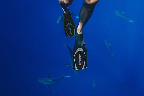 person, wearing, black, diving, flippers, swimming, school, sharks, underwater, photography, cressi flippers, sea, scuba Diving, blue, underwater Diving, snorkeling, diving Into Water, diving Flipper, nature, sport, women, people, reef, undersea, water, fish, animal, animal wildlife, one person, animal themes, vertebrate, sea life, animals in the wild, marine, aquatic sport, adventure, shark, human body part, hand, outdoors, human foot, 5K, CC0, public domain, royalty free