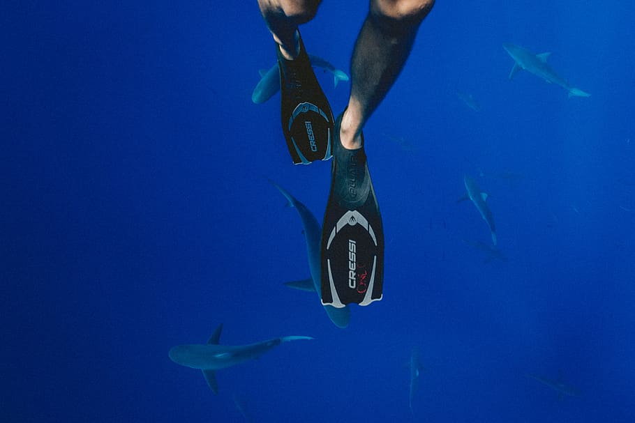 persona, portar, negre, busseig, aletes, nedar, escola, taurons, sota l'aigua, fotografia, cressi aletes, mar, submarinisme, blau, busseig submarí, snorkel, bussejar a l'aigua, aleta de busseig, naturalesa, esport, dones, gent, escull, submarí, aigua, peix, animal, fauna animal, una persona, temes d'animals, vertebrats, la vida marina, animals a la natura, marí, esport aquàtic, aventura, tauró, part del cos humà, mà, a l'aire lliure, peu humà, 5K