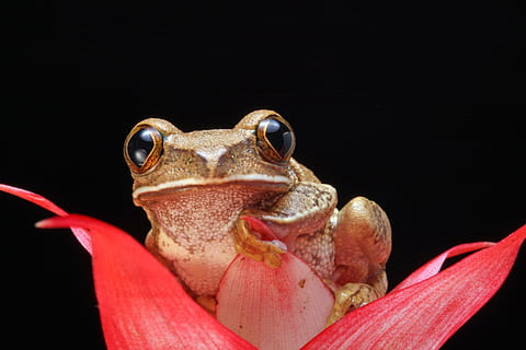 braun, Frosch, oben, rot, Blütenblatt Blume Nahaufnahmen, brauner Frosch, oben drauf, Blume, Nahaufnahmen, Amphibie, Makro, Porträt, Nahansicht, Einzelheiten, bemalter Rohrfrosch, marmorierter Rohrfrosch, Natur, Tierwelt, Foto, Bilddetails, ein Tier, schwarzer Hintergrund, Tierthemen, Tierkörperteil, Reptil, Tier, Studioaufnahme, keine Leute, Wirbeltier, drinnen, Auge, Tiere in freier Wildbahn, Kamera betrachten, Tierkopf, Tierauge, 1080P, CC0, gemeinfrei, lizenzfrei