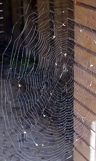 spider web, spiderweb, spider, web, thread, arachnid, insect, pattern, trap, spooky, scary, cobweb, creepy, fragility, vulnerability, close-up, no people, animal, animal themes, focus on foreground, natural pattern, complexity, nature, water, beauty in nature, day, drop, selective focus, invertebrate, outdoors, dew, 2K, CC0, public domain, royalty free