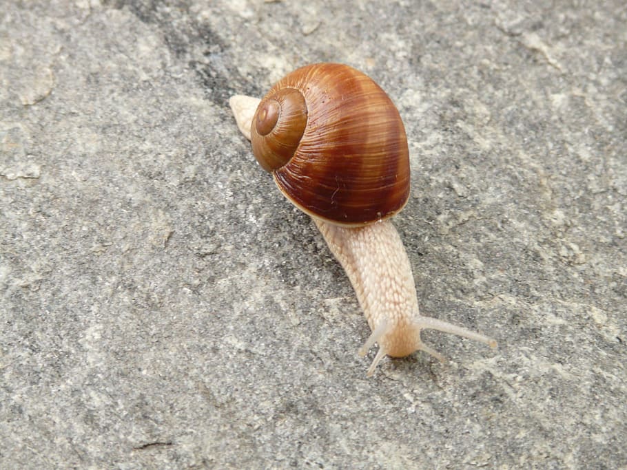 cargol, closca, animal, criatura, cargol, shell, lentament, fauna, naturalesa, un animal, gasteròpode, temes d'animals, closca d’animals, vida salvatge, fauna animal, mol·lusc, invertebrat, animals a la natura, primer pla, dia, cap gent, vista d’angle alt, part del cos dels animals, marró, textura, sòlid, a l'aire lliure, 2K