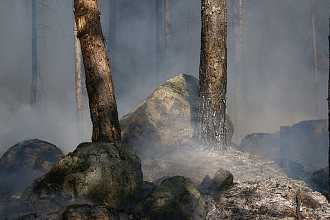 pożar lasu, båtfors, ogień, popiół, palić, palenie, spalanie dla ochrony, Natura, drzewo, żadnych ludzi, dzień, dym - struktura fizyczna, skała, solidny, na dworze, roślina, bagażnik samochodowy, pnia drzewa, piękno natury, rock - obiekt, spokój, wylądować, środowisko, światło słoneczne, parowy, geologia, 2K, CC0, domena publiczna, darmowe zdjęcia
