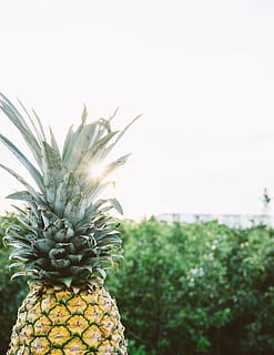 Gelb, Grün, Ananasfrucht, Bäume, tagsüber, selektiv, Foto fokussieren, Ananas, Obst, tropisch, Blatt, Pflanze, Lebensmittel, Frische, reif, Natur, gesundes Essen, organisch, tropisches Klima, Essen und Trinken, Sommer-, keine Leute, grüne Farbe, Erfrischung, Gourmet, Nahansicht, Baum, Tropische Frucht, Wachstum, Fokus auf den Vordergrund, Himmel, Wohlbefinden, Tag, Schönheit in der Natur, klarer Himmel, 5K, CC0, gemeinfrei, lizenzfrei