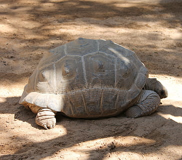 tortuga, gran tortuga, car, escut, natural, rèptil, temes d'animals, animal, fauna animal, vertebrats, un animal, animals a la natura, naturalesa, llum solar, terra, shell, closca d’animals, closca de tortuga, cap gent, sorra, dia, a l'aire lliure, avorriment, marí, 4K, CC0, domini públic, lliure de regalies