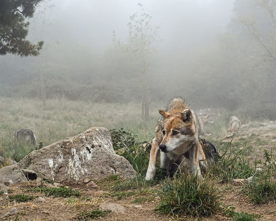 Marrone, nero, lupo, accanto, roccia, nebbia, sospetto, predatore, temi animali, fauna selvatica, animale, animali allo stato selvatico, mammifero, pianta, albero, un animale, natura, giorno, nessuno, terra, vertebrato, erba, campo, ambiente, rilassamento, all'aperto, 4K