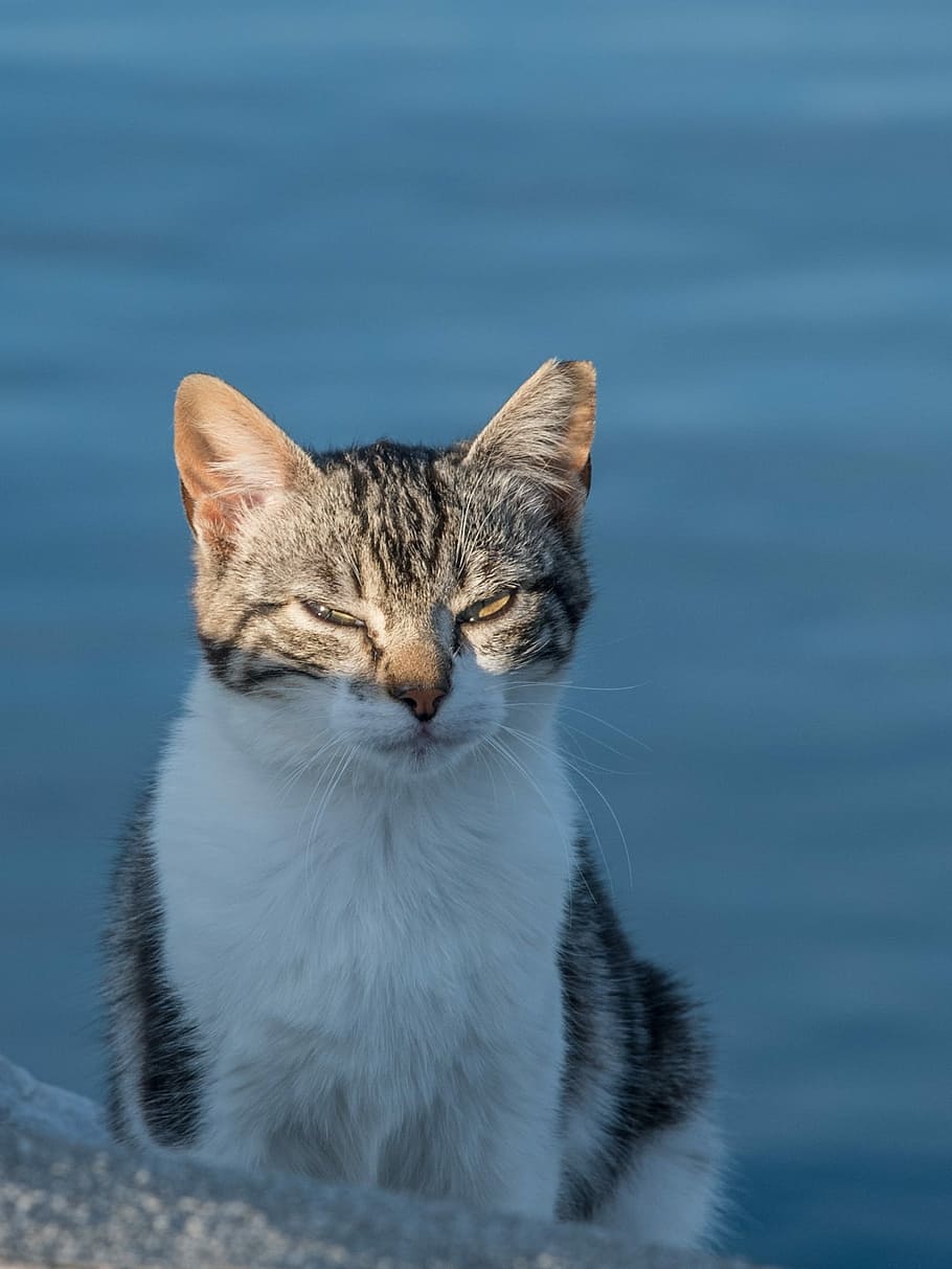 gatto, alba, i raggi del sole, occhi, chiuso, sole, raggi, occhi chiusi, Guarda, calore, albe, uscita sole, animale, animale domestico, spiaggia all'alba, calma, Domani, animali domestici, un animale, gatto domestico, carina, domestico, felino, mammifero, vertebrato, nessuno, concentrarsi sulle conoscenze acquisite, baffo, avvicinamento, giorno, ritratto, seduta, analizzare, cercare, guardare, 1080P