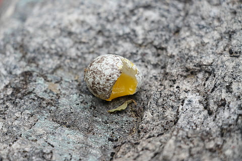eggs, shell, grey, eggshell, broken, natural, easter, breakfast, protein, organic, yolk, bird, animal, selective focus, no people, textured, close-up, yellow, day, animal wildlife, nature, rock, animal themes, solid, outdoors, rock - object, land, animals in the wild, egg, single object, rough, 5K, CC0, public domain, royalty free