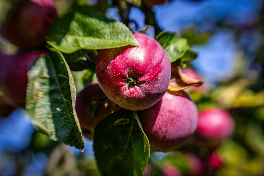 vermell, arbre, poma vermella, fruita, pomes, vermell, arbre, menjar, saludable, fresc, naturalesa, dieta, dolç, deliciós, frescor, sucós, madur, natural, verd, menjar i beguda, full, a l'aire lliure, alimentació saludable, planta, creixement, part de la planta, primer pla, centrar-se en primer pla, bellesa a la natura, pomera, dia, benestar, arbre fruiter, cap gent, porpra, 5K