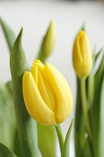 tulipano, Pasqua, primavera, sfondo, biglietto d'auguri, giallo, freschezza, fiore, avvicinamento, crescita, nessuno, pianta fiorita, pianta, bellezza nella natura, vulnerabilità, petalo, fragilità, infiorescenza, testa di fiore, concentrarsi sulle conoscenze acquisite, natura, colore verde, parte vegetale, foglia, giorno, 5K, CC0, dominio pubblico, privo di copyright