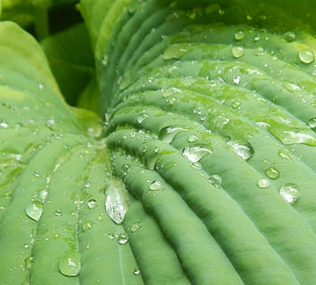 Hosta, 잎, 플로라, 자연, 원예, 비, 물, 녹색, 물방울, 빗방울, 액체, 물 방울, 비 방울, 촉촉한, 식물, 정원, 채색, 선도, 하락, 젖은, 본질적인, 배경, 닫다, 자연의 아름다움, 아무도, 식물 부분, 성장, 풀 프레임, 일, 옥외, 이슬, 청정, 이파리, 2K, CC0, 공개 도메인, 로열티 무료