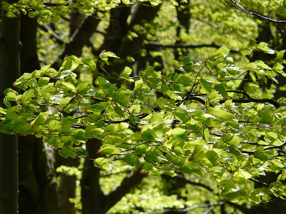 faig, fulles, bosc, estètic, fulles de faig, llum, arbres, llibre, soques, naturalesa, idil·li, fagus sylvatica, branca, llum de fons, planta, arbre, creixement, fagus, color verd, full, a l'aire lliure, part de la planta, bellesa a la natura, cap gent, dia, primer pla, centrar-se en primer pla, llum solar, tranquil·litat, enfocament selectiu, frescor, verd, medi ambient, 2K