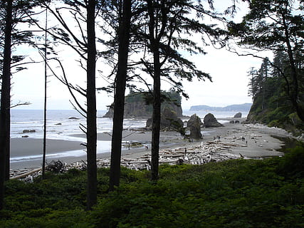 ruby beach, beach, driftwood, rock formations, coast, olympic national park, water, tree, tranquility, land, sky, plant, tranquil scene, beauty in nature, scenics - nature, nature, no people, sea, day, growth, non-urban scene, outdoors, rock, environment, 2K, CC0, public domain, royalty free
