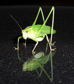 Heuschrecke, Insekt, Fehler, katydid, Natur, Tier, Nahansicht, Makro, Tierwelt, wirbellos, Tierthemen, ein Tier, Tiere in freier Wildbahn, grüne Farbe, Tierantenne, Tierkörperteil, keine Leute, Zoologie, Fokus auf den Vordergrund, Blatt, Tag, Pflanzenteil, Gottesanbeterin, 720P, CC0, gemeinfrei, lizenzfrei