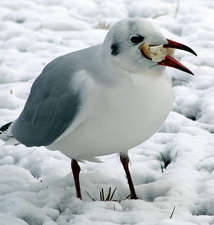 frosseri, frossare, snö, kall, kall temperatur, fågel, vinter-, djur i det vilda, djurteman, djurliv, vit färg, djur-, ryggradsdjur, ett djur, natur, frysta, inget folk, beläggning, dag, skönhet i naturen, närbild, fokusera på förgrunden, näbb, 1080P, CC0, offentligt domän, royaltyfria