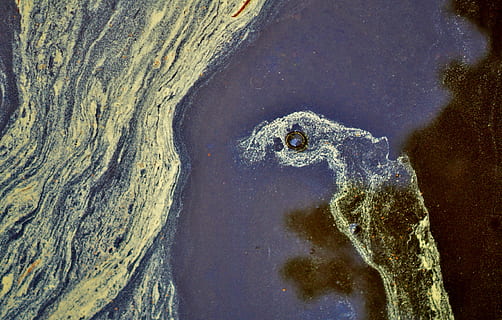water, regen, reflectie, plons, nat, spatten, macro, aqua, transparant, geen mensen, één dier, dierlijke thema's, dag, natuur, dier, dieren in het wild, buitenshuis, dierenleven, hoge hoekmening, getextureerde, detailopname, gewerveld, romp, boomstam, reptiel, land-, strand, 4K, CC0, publiek domein, royaltyvrij