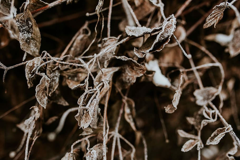 nevat, arbres, primers plans, primer pla, fulles, arbre, pi, branca, gelades, hivern, fred, neu, naturalesa, sec, macro, planta, marró, corda, marc complet, cap gent, fons, lligat, temperatura de fred, centrar-se en primer pla, dia, creixement, gel, bellesa a la natura, part de la planta, congelat, fragilitat, vulnerabilitat, a l'aire lliure, planta morta, Planta esvaïda, 5K