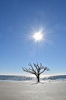sun, tree, ocean, glaring, sky, sunlight, desolate, alone, dead, relentless, blue, black, sparkling, water, nature, landscape, vertical, beach, sand, land, beauty in nature, sea, scenics - nature, tranquil scene, tranquility, horizon, sunbeam, day, sunny, horizon over water, non-urban scene, clear sky, lens flare, outdoors, no people, bright, 5K, CC0, public domain, royalty free