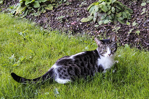 kat, tabby, tabby kat, kitty, yndig, lodne, kat ansigt, kat i haven, sød kat, nuttet, kæledyr, kat kigger på ejeren, dyre temaer, pattedyr, plante, dyr, et dyr, græs, feline, indenlandske, husdyr, hvirveldyr, portræt, indenlandske kat, grøn farve, kigger på kameraet, natur, jord, dag, Mark, ingen mennesker, bakkenbart, 5K, CC0, offentligt domæne, royaltyfrie