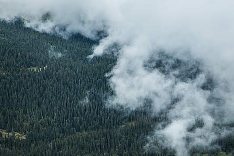 aèria, veure la fotografia, boira, bosc, fotografia, arbres, boires, núvol, arbre, paisatge, humor, verd, senderisme, suïssa, turó, desert, naturalesa, Bern, eiger, alp, planta, muntanya, escenics - natura, bellesa a la natura, medi ambient, terra, fum - estructura física, cap gent, tranquil·litat, escena tranquil·la, escena no urbana, dia, cel, núvol - cel, creixement, pi, a l'aire lliure, bosc de pi, arbre de coníferes, vent, arbre de fulla perenne, 5K, CC0, domini públic, lliure de regalies