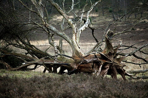 nature, tree, plant, bare tree, branch, land, no people, tranquility, day, forest, tree trunk, trunk, dead plant, field, falling, tranquil scene, non-urban scene, fallen tree, scenics - nature, outdoors, wood, 5K, CC0, public domain, royalty free