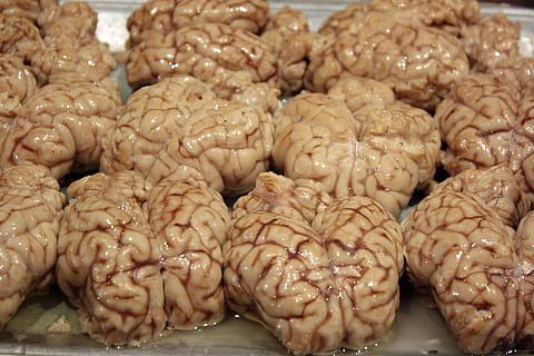 hjerner, ulækkert, organ, neuron, sind, tænker, mad til tanker, intellekt, brainstorm, ide, anatomisk, intelligens, mad og drikke, mad, friskhed, indendørs, kinesisk mad, stor gruppe af objekter, detail, tæt på, overflod, ingen mennesker, til salg, stilleben, marked, sund kost, forretning, sødt mad, velvære, fokus på forgrunden, gentagelse, klar til at spise, arrangement, snack, detailvisning, fristelse, 4K, CC0, offentligt domæne, royaltyfrie