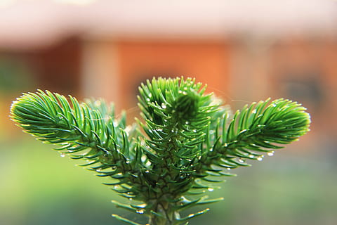 differentieret, træ, Skov, blad, Thailand, natur, vand, frisk, grøn, plante, dråbe, udendørs, friskhed, have, forår, naturlig, farve, lyse, grøn farve, vækst, tæt på, fokus på forgrunden, plante del, skønhed i naturen, ingen mennesker, selektiv fokusering, fyrretræ, dag, nåletræ, afdeling, Pinaceae, sårbarhed, nål - plante del, stueplante, 5K, CC0, offentligt domæne, royaltyfrie