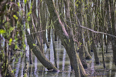 im Entstehen begriffen, Frühling, Weide, Auen, nasse Füße, Pflanze, Baum, Wald, Land, Schönheit in der Natur, Wachstum, Natur, Wasser, Ruhe, Baumstamm, Kofferraum, keine Leute, Tierwelt, Tag, ruhige Szene, draußen, Umgebung, Nicht-städtische Szene, Nadelbaum, Sumpf, Bambuspflanze, 5K, CC0, gemeinfrei, lizenzfrei