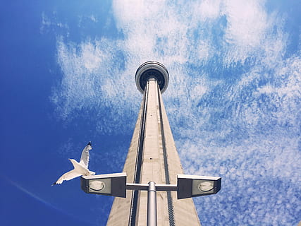 fotografía de bajo ángulo, blanco, torre, aguja Espacial, soleado, cielo, arquitectura, edificio, estructura, hormigón, buscando, poste de luz, Gaviota, nube, vuelo, volador, Toronto, Canadá, pájaro, azul, nube - cielo, vista de ángulo bajo, naturaleza, nadie, día, avión, modo de transporte, religión, transporte, estructura construida, vehículo aéreo, al aire libre, creencia, luz del sol, espiritualidad, directamente debajo, 2K, CC0, dominio público, libre de derechos
