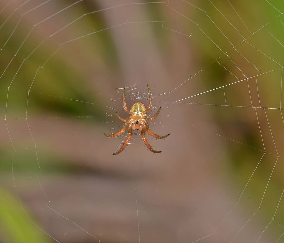 aranya, orbe aranya, orb weaver, web, webbed, trampa, atrapat, trampes, aràcnids, criatura, animal, aracnofobia, fòbia, fòbic, depredador, captura, capturat, horripilant, vuit patates, naturalesa, vida salvatge, espècies, macro, primer pla, biologia, artròpode, araneidae, teranyina, insecte, carnívor, fantasmal, invertebrat, animals a la natura, temes d'animals, fragilitat, un animal, fauna animal, centrar-se en primer pla, vulnerabilitat, zoologia, cap gent, dia, a l'aire lliure, cames d’animal, complexitat, 2K