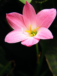 flor, bunga, rosa, planta amb flors, pètal, fragilitat, vulnerabilitat, planta, inflorescència, frescor, bellesa a la natura, cap de flor, primer pla, color rosa, creixement, cap gent, naturalesa, centrar-se en primer pla, pol·len, nenúfar, a l'aire lliure, nenúfar de lotus, suavitat, 2K, CC0, domini públic, lliure de regalies