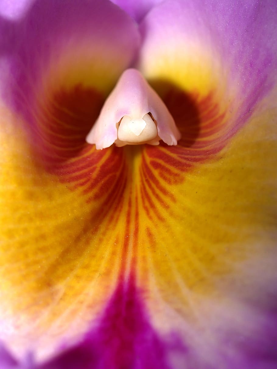 orquídia, flor, violeta, flora, orquídies, flor, brillant, creixement, decoració, brot, fullatge, natural, oriental, individual, tropical, primavera, conservació, pètal, botànic, cap, luxe, estiu, esdeveniment, netejar, falanges, florir, margarida, bufat, carpell, rosa, porpra, decoratiu, bouquet, color, planta, exuberant, elegància, ornamentat, bonic, branca, naturalesa, exòtic, botànica, un animal, ocell, color rosa, temes d'animals, fauna animal, planta amb flors, fragilitat, vulnerabilitat, bellesa a la natura, cap de flor, inflorescència, primer pla, frescor, marc complet, fons, pol·len, enfocament selectiu, primer pla extrem, cap gent, suavitat, enfocament suau, 2K